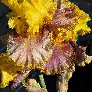 Iris germanica Jurassic Park