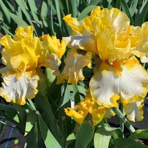 Iris germanica Fringe of Gold