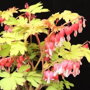 Dicentra spectabilis Ruby Gold