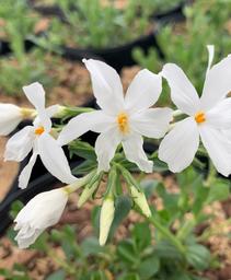 Creeping Phlox