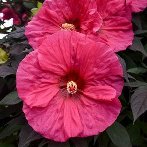 Hibiscus x Summerific® 'Evening Rose'