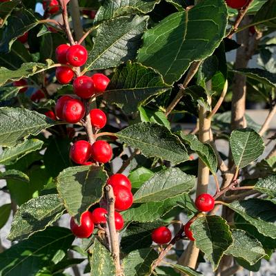 Ilex verticillata Wildfire™
