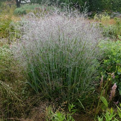 Panicum virgatum Purple Tears
