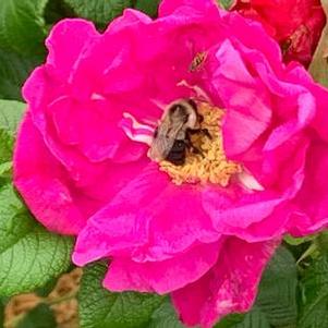 Rosa rugosa Pink Pavement