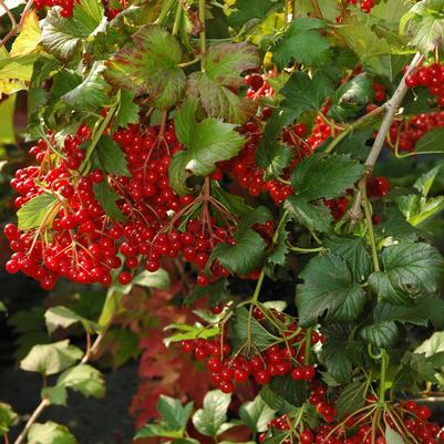 Viburnum trilobum Wentworth