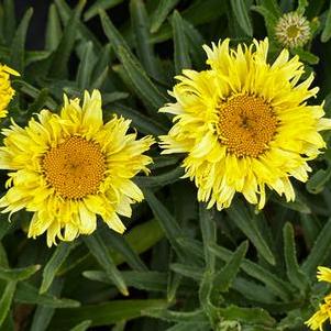 Leucanthemum x superbum Goldfinch - Shasta Daisy