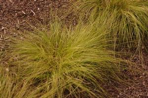 Carex socialis 