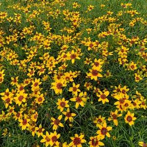 Coreopsis verticillata Curry Up