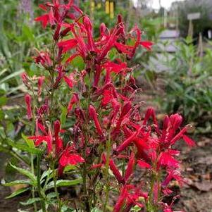 Lobelia cardinalis 'Pink Flame'