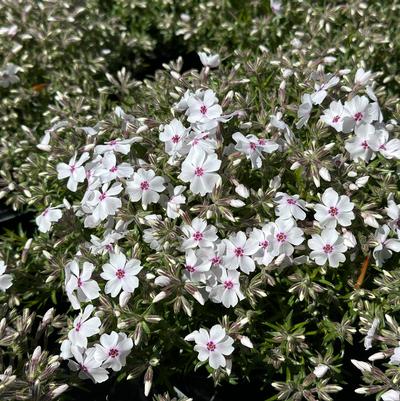 Phlox subulata Amazing Grace