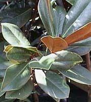 Magnolia grandiflora D.D. Blanchard