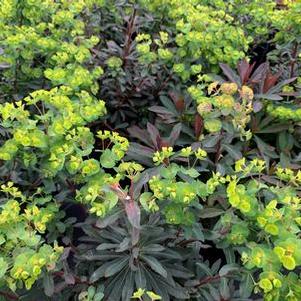 Euphorbia amygdaloides Golden Glory