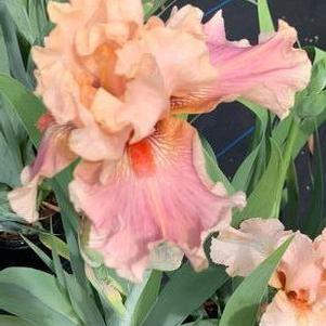 Iris germanica Entitled