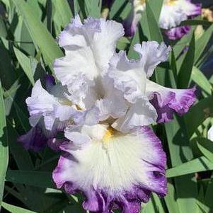 Iris germanica Gypsy Lord