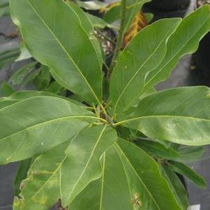 Magnolia virginiana 