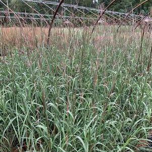 Big Bluestem
