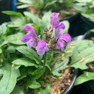 Prunella vulgaris Magdalena - Self-Heal