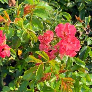 Rosa Fairy Meidiland®
