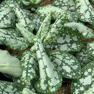 Pulmonaria x Moonshine - Lungwort