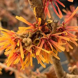 Hamamelis x Beholden
