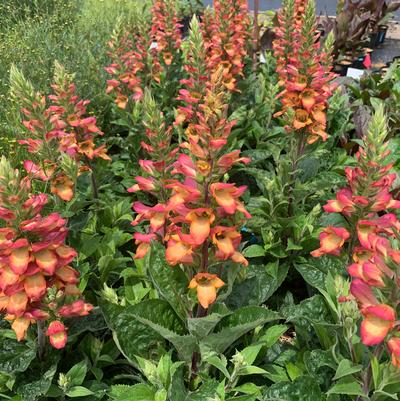 x Digiplexis ILLUMINATION® 'Flame'