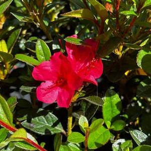 Rhododendron Encore® Autumn Ruby®