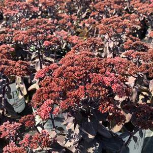 Sedum x Back in Black