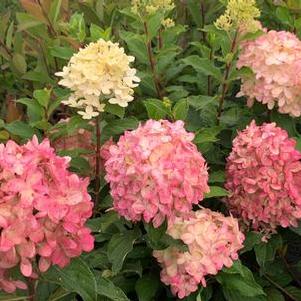 Hydrangea paniculata Limelight Prime®