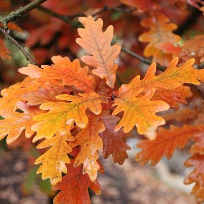 Quercus x bimondorum Streetspire®