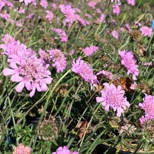 Scabiosa columbaria Pink Mist - Pincushion Flower
