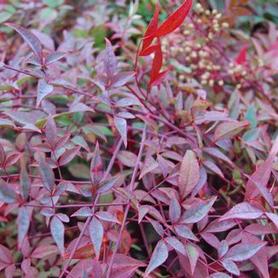 Compact Heavenly Bamboo