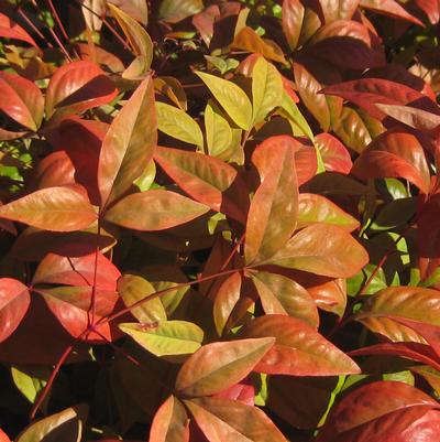 Nandina domestica Fire Power