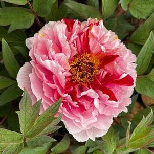 Paeonia suffruticosa Shimanishiki