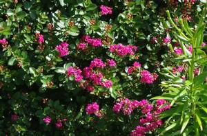Lagerstroemia Pocomoke