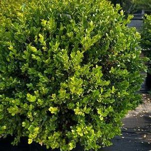 Buxus microphylla var. japonica Green Beauty