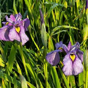 Iris pseudata Shiryukyo