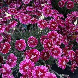 Dianthus hybrida Mountain Frost™ 'Ruby Glitter'