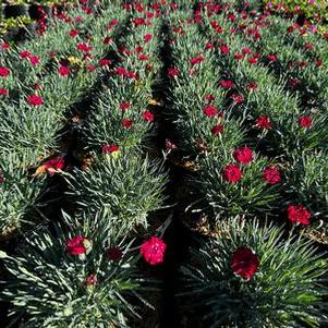 Dianthus hybrida Mountain Frost™ 'Ruby Garnet'