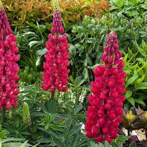 Lupine polyphyllus Westcountry™ 'Red Rum'