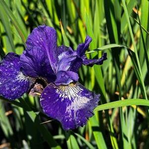 Iris sibirica Over in Gloryland