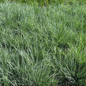 Schizachyrium scoparium - Little Bluestem