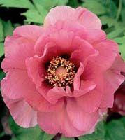 Paeonia suffruticosa Leda