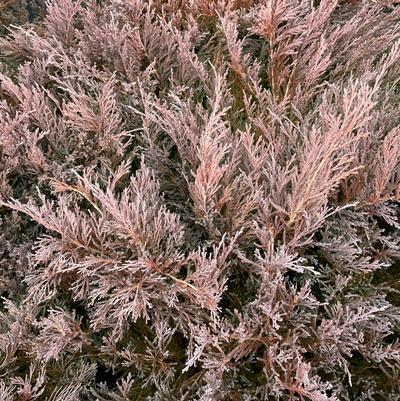 Juniperus horizontalis Youngstown