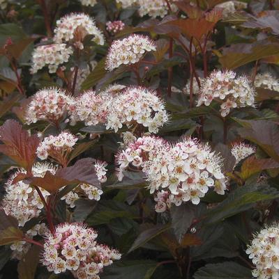 Physocarpus opulifolius Coppertina®