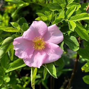 Rosa palustris 