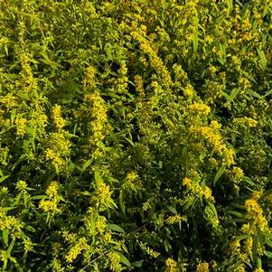 Solidago caesia 