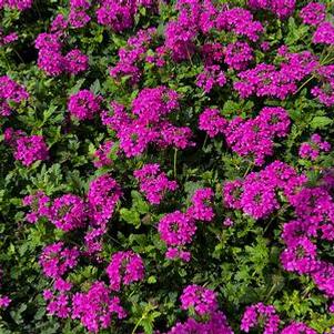 Verbena canadensis Homestead Hot Pink - Verbena