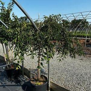Prunus x Pink Cascade®