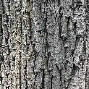Quercus montana (form. Q. prinus) 