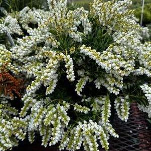 Image of Sorbaria tomentosa (Silky Sorbaria) shrub